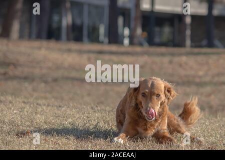 Irish Setter (Halbblut) spielen im City Park in Belgrad Stockfoto