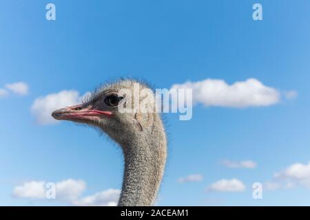 Porträt von Strauß am wolkigen Himmel Stockfoto