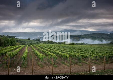 Montalcino Tal, Siena, Luxus Weinberg und den Anbau von Weintrauben, Verarbeitung und Pflege im Land der roten und weißen toskanischen Weine wie Brunello Stockfoto
