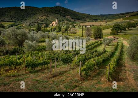 Montalcino Tal, Siena, Luxus Weinberg und den Anbau von Weintrauben, im Hintergrund Abtei von Sant'Antimo, Klosteranlage Olivetaner entfernt ne Stockfoto