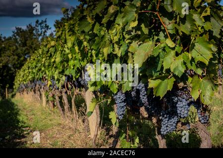 Montalcino Tal, Siena, Luxus Weinberg und den Anbau von Weintrauben, Verarbeitung und Pflege im Land der roten und weißen toskanischen Weine wie Brunello Stockfoto