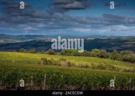 Montalcino Tal, Siena, Luxus Weinberg und den Anbau von Weintrauben, Verarbeitung und Pflege im Land der roten und weißen toskanischen Weine wie Brunello Stockfoto