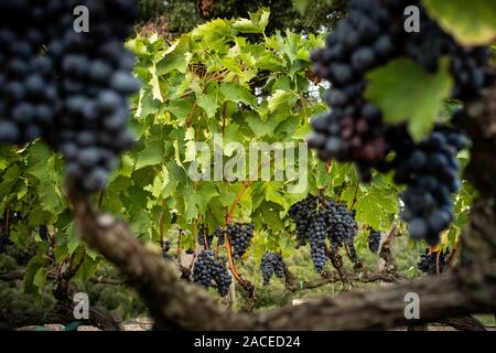 Montalcino Tal, Siena, Luxus Weinberg und den Anbau von Weintrauben, Verarbeitung und Pflege im Land der roten und weißen toskanischen Weine wie Brunello Stockfoto