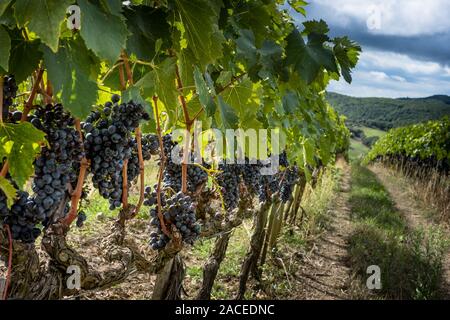 Montalcino Tal, Siena, Luxus Weinberg und den Anbau von Weintrauben, Verarbeitung und Pflege im Land der roten und weißen toskanischen Weine wie Brunello Stockfoto