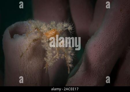 Stachelige Seespinne (Achaeus Spinosus). Unterwasser Makrofotografie von Lembeh Strait, Indonesien Stockfoto