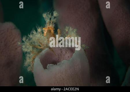 Stachelige Seespinne (Achaeus Spinosus). Unterwasser Makrofotografie von Lembeh Strait, Indonesien Stockfoto