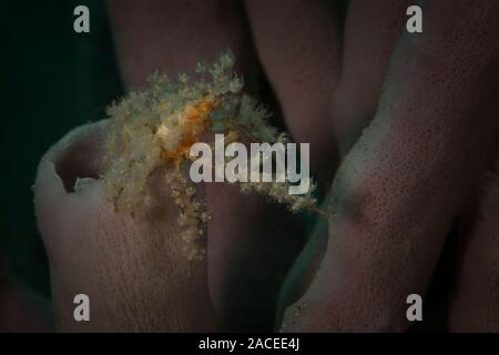 Stachelige Seespinne (Achaeus Spinosus). Unterwasser Makrofotografie von Lembeh Strait, Indonesien Stockfoto