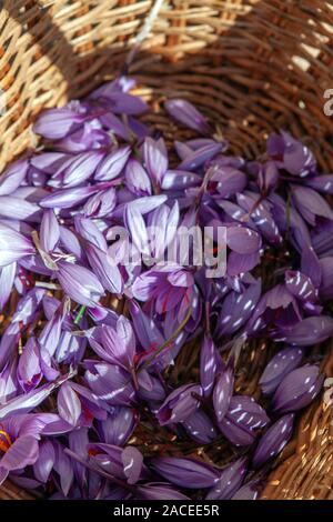 Safran Blumen und Stempel Stockfoto