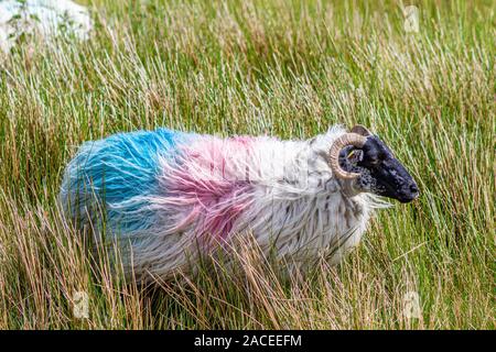 Schottische blackfaced Schafe mit roter und blauer Farbe unter dem Gras in die Irische Landschaft gemalt, sonniger Frühlingstag in Irland Stockfoto