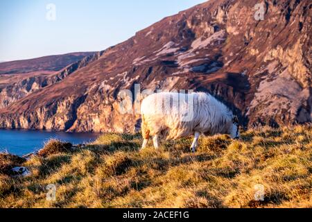 Schafe genießen den Sonnenuntergang an der Slieve League Cliffs im County Donegal, Irland. Stockfoto