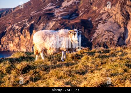 Schafe genießen den Sonnenuntergang an der Slieve League Cliffs im County Donegal, Irland. Stockfoto