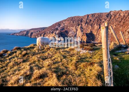 Schafe genießen den Sonnenuntergang an der Slieve League Cliffs im County Donegal, Irland. Stockfoto