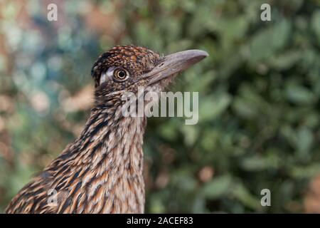 Nahaufnahme eines aufmerksam und neugierig mehr Roadrunner (Geococcyx californianus) im südlichen Arizona, USA. Stockfoto