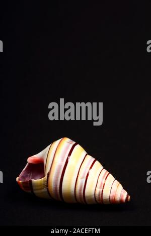 Kalifornien Soldat Shell isoliert auf einem schwarzen Hintergrund mit Platz für Kopie Stockfoto