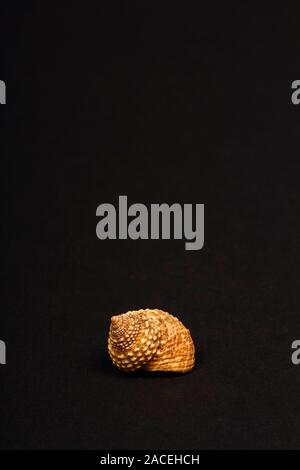 Rock snail sea shell in Mombasa gefunden isoliert auf einem schwarzen Hintergrund Stockfoto