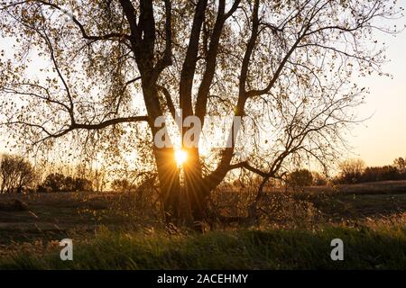 Sonnenuntergang, Pappel (Populus canescens), Sturz, Minnesota, USA, von Dominique Braud/Dembinsky Foto Assoc Stockfoto