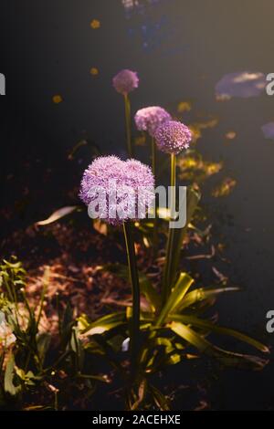 Lila Blüten Allium Globemaster in einem grünen Garten Stockfoto