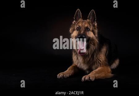 Deutsche Schäfer mit seiner Zunge heraus, sitzen in einem Studio mit schwarzem Hintergrund Stockfoto