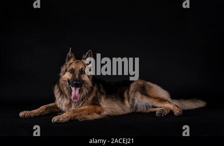 Deutscher Schäferhund mit seiner Zunge out liegen in einem Studio mit schwarzem Hintergrund Stockfoto