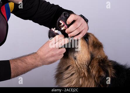 Mann seinen Mund öffnet sich zu einem Deutscher Schäferhund Stockfoto