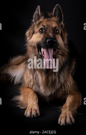 Deutsche Schäfer mit seiner Zunge heraus, sitzen in einem Studio mit schwarzem Hintergrund Stockfoto