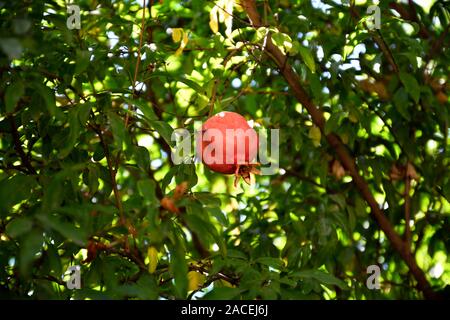 Gesundes Obst Granatapfelbaum. Rote reife Früchte Granatapfel am Baum. Stockfoto