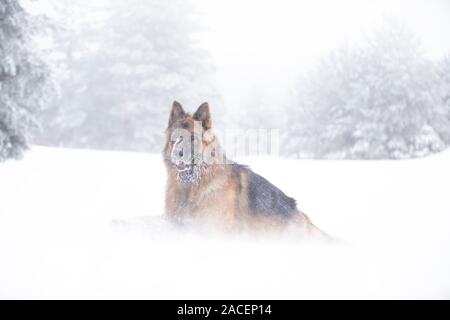 Deutsche shephered Hund im Schnee Stockfoto