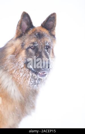 Deutsche shephered Hund im Schnee Stockfoto