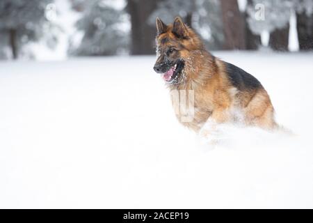 Deutsche shephered Hund im Schnee Stockfoto