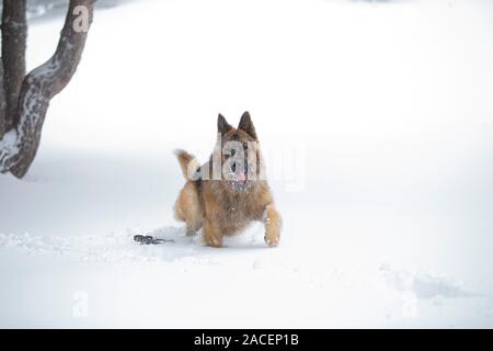 Deutsche shephered Hund im Schnee Stockfoto