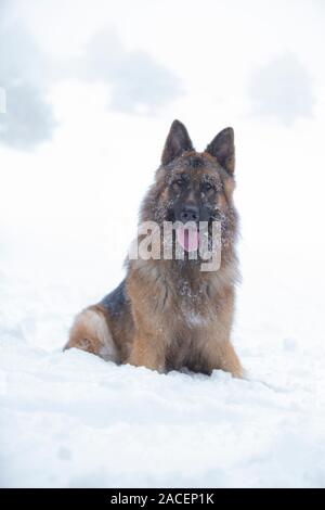 Deutsche shephered Hund im Schnee Stockfoto