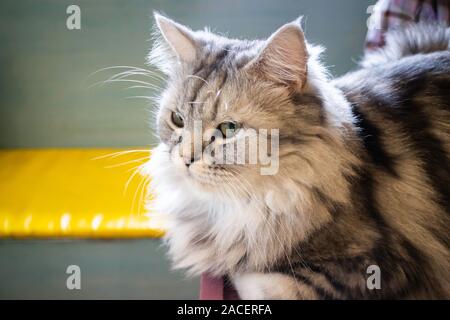 Hauskatze gekühlt im Coffee Shop, Foto Stockfoto