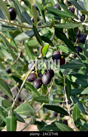 Nahaufnahme der Oliven auf Baum zur Ernte bereit, die verarbeitet werden, wird Öl, Istrien, Kroatien zu extrahieren Stockfoto