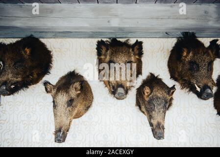 Geweihen an den Wänden als Dekoration Stockfoto
