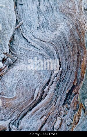 Weiß Eiskristalle auf der Oberfläche des Holzes. Ersten Frost auf den Baumstamm Stockfoto