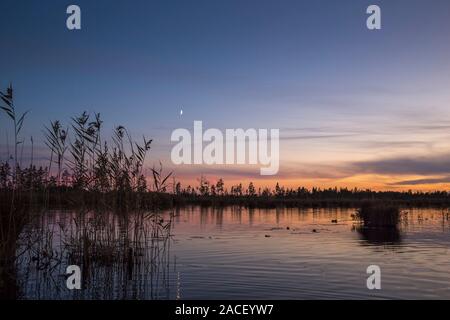 Sonnenaufgang am nebligen Sumpf kleine Bäume in den frühen Morgenstunden abgedeckt Stockfoto