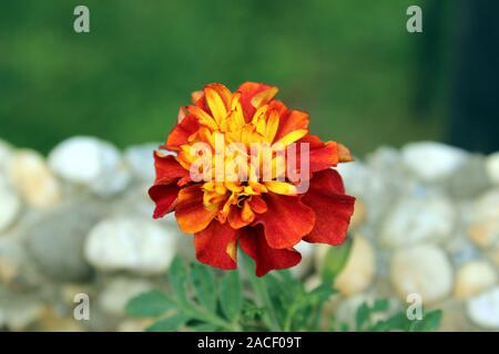 Frisch blühenden orange-rote Ringelblume Blume Stockfoto