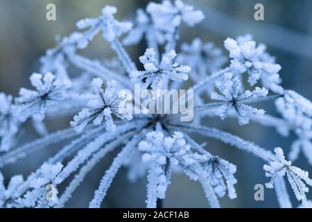 Der Frost auf der Blume, Nahaufnahme. Winter Hintergrund Stockfoto