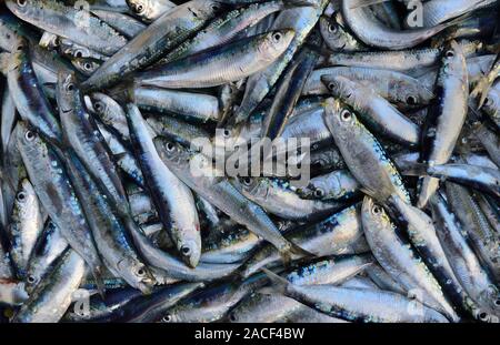 Hintergrund mit fangfrischen Sardinen zum Verkauf auf dem Markt Stockfoto