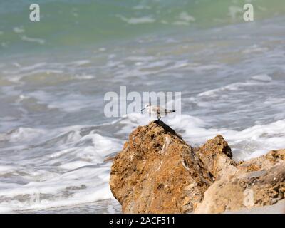 Snowy plover, Charadrius nivosus; auf einen Stein in der Brandung, Sanibel Island, Florida, USA Stockfoto