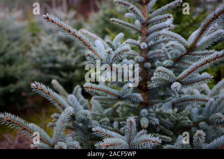 Eine kleine grüne romantische Nadelbaum steht in den Wäldern bereit zum Verkauf als Weihnachtsbaum Stockfoto