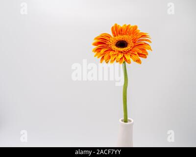 Schöne Orange Gerbera daisy flower auf weißem Hintergrund Stockfoto