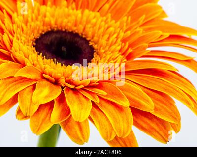 Schöne Orange Gerbera daisy flower isoliert Nahaufnahme Stockfoto