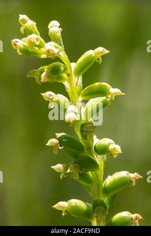 Microtis unifolia, gemeinsame Zwiebel - Orchid Stockfoto