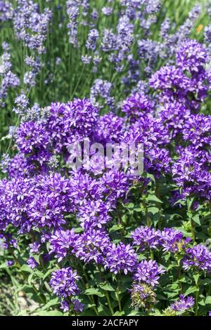 Blaue Campanula glomerata Superba Stockfoto