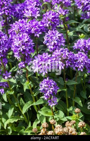 Blaue Campanula glomerata Superba Stockfoto