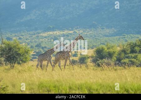 Authentische True South African Safari Erfahrung in buschfeld in einem Naturschutzgebiet Stockfoto