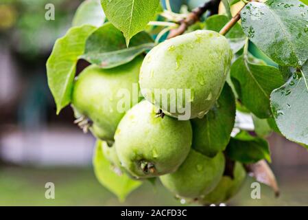 Reife Birnen mit Wassertropfen auf einen Birnbaum unter Laub in einem Obstgarten Nahaufnahme. Reife Birnen mit Regentropfen hängt am Baum zur Ernte bereit. Stockfoto