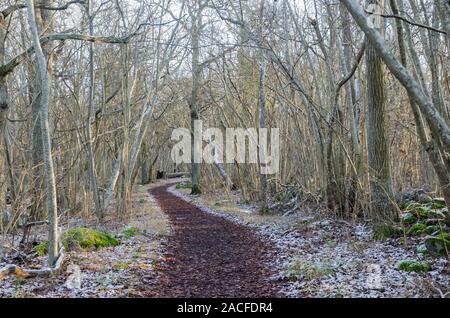 Der erste Schnee über einen Fußweg in ein Naturschutzgebiet in Borgholm in Schweden Stockfoto