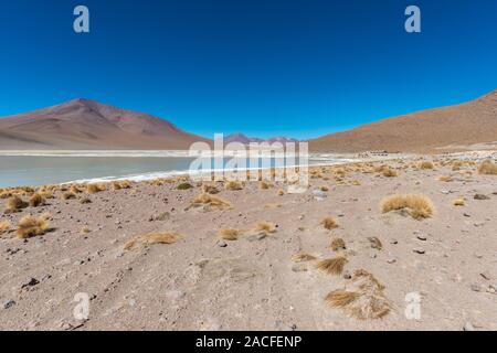Laguna Polques, Park Reserva de Fauna Andina Eduardo Avaroa, im Südwesten von Bolivien, Potosi, südlichen Altiplano, Lateinamerika Stockfoto